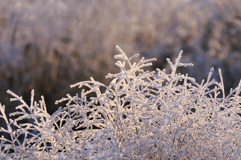 Tuyết, tuyết rơi, bông tuyết, cành cây, cây, tree, snow - Kranich17