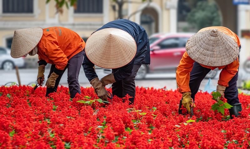 Trồng hoa, hoa, flower, chăm hoa, Việt Nam - nimrodins