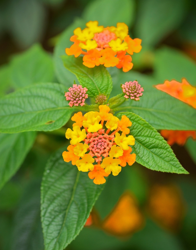 Hoa, flower, hoa trâm ổi, trâm ổi, bông ổi - phuonghoangthuy