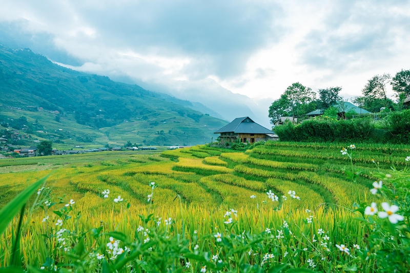 Núi, mountain, ruộng bậc thang, ruộng, Việt Nam - TranDuyet