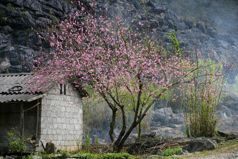 Hoa, flower, miền núi, núi, bản làng, Việt Nam - xuanduongvan87