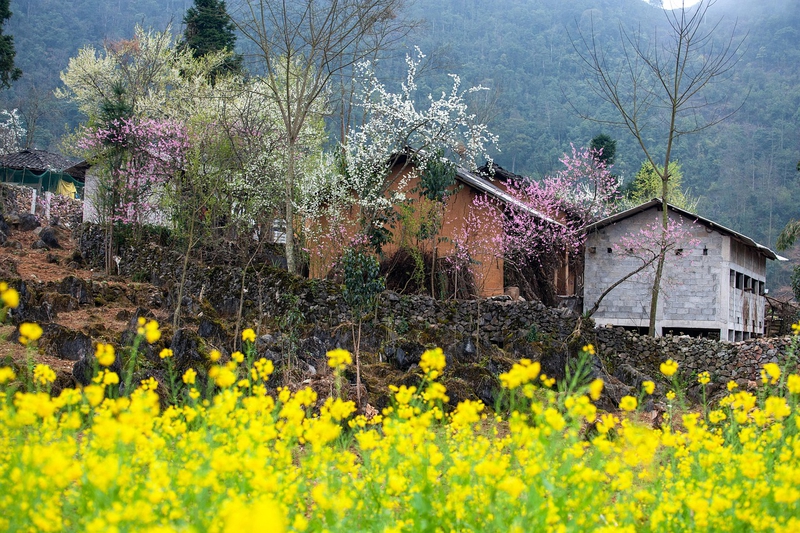 Hoa, flower, miền núi, núi, bản làng, Việt Nam - xuanduongvan87