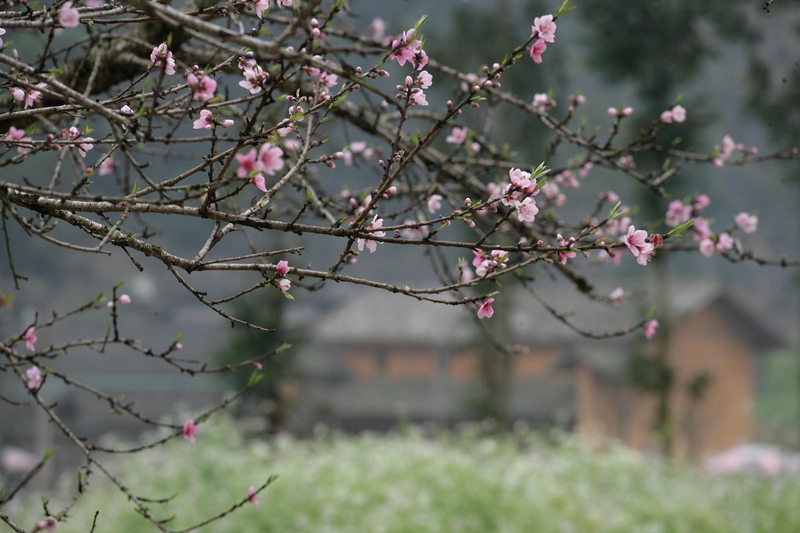 Hoa, flower, miền núi, núi, bản làng, Việt Nam - xuanduongvan87