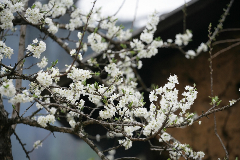 Hoa, flower, miền núi, núi, bản làng, Việt Nam - xuanduongvan87