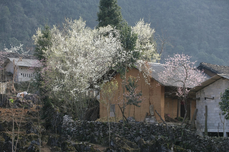 Hoa, flower, miền núi, núi, bản làng, Việt Nam - xuanduongvan87