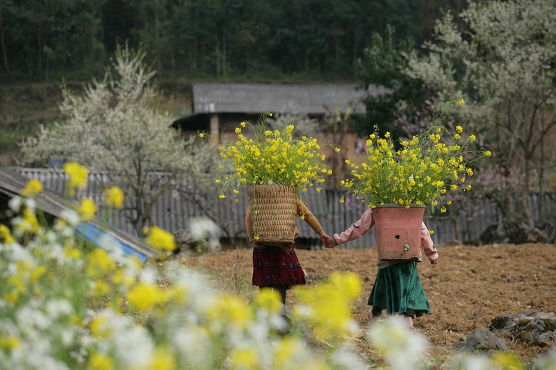 Hoa, flower, miền núi, núi, bản làng, Việt Nam - xuanduongvan87