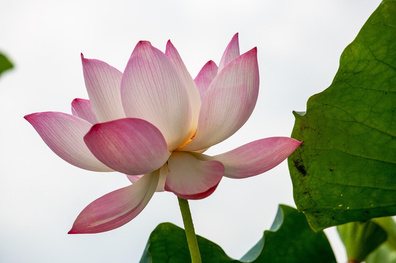 Hoa, flower, hoa sen, sen, sen hồng - xuanduongvan87