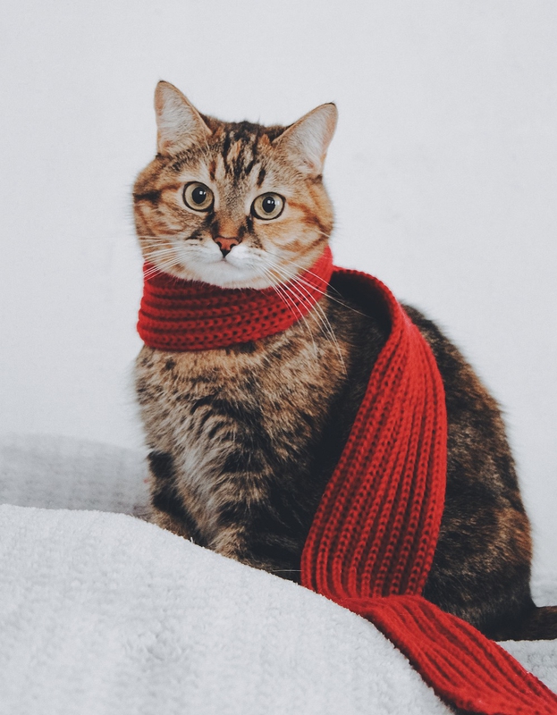Động vật, animal, pet, thú cưng, mèo, cat - Be_Stasya