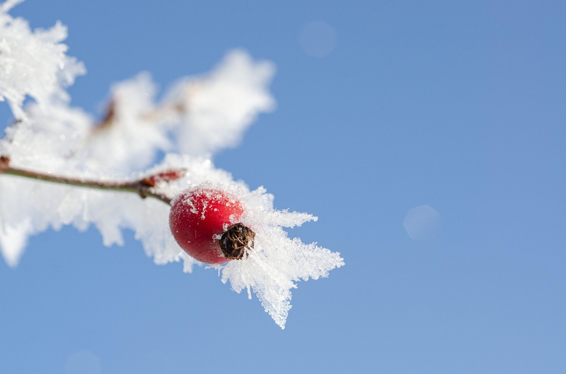 Hình nền, nền, background, tuyết, snow, mùa đông - Kathas_Fotos (7)