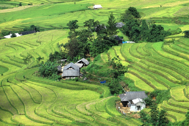 Hình nền, nền, ruộng, ruộng bậc thang, Việt Nam - CongVu (2)