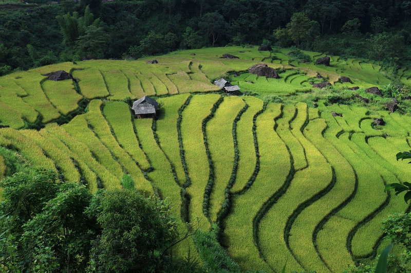 Hình nền, nền, ruộng, ruộng bậc thang, Việt Nam - CongVu (3)