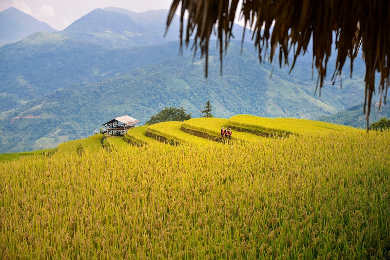 Hình nền, nền, ruộng, ruộng bậc thang, Việt Nam - ThanhVu68 (4)