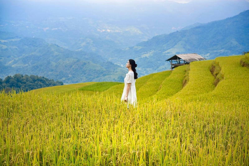 Hình nền, nền, ruộng, ruộng bậc thang, Việt Nam - ThanhVu68 (5)