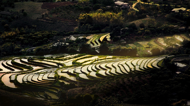 Hình nền, nền, ruộng, ruộng bậc thang, Việt Nam - TranDuyet (2)