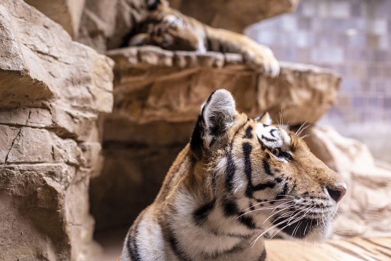 Động vật, animal, cọp, tiger, hổ - McGimp