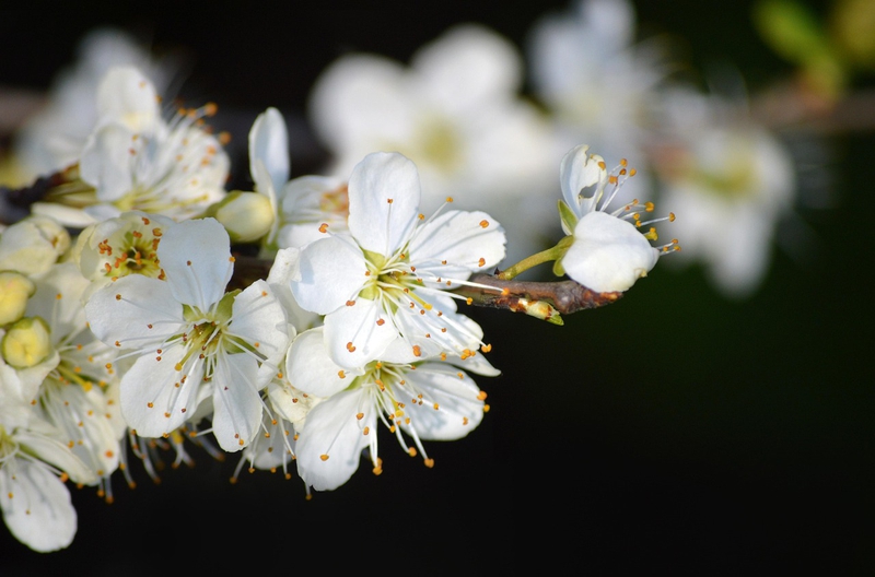 Nền, hình nền, hoa, hoa lá, flower, hoa anh đào, anh đào, cherry blossom -neelam279