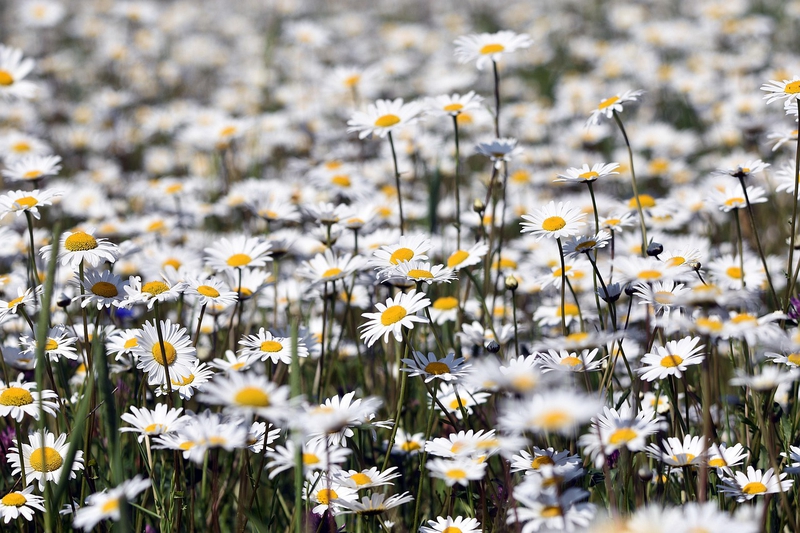 Nền, hình nền, hoa, hoa lá, flower, hoa cúc, cúc, daisy - artellliii72