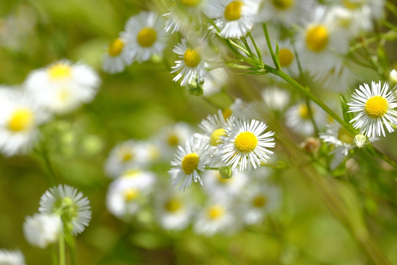 Nền, hình nền, hoa, hoa lá, flower, hoa cúc, cúc, daisy - Bru-nO