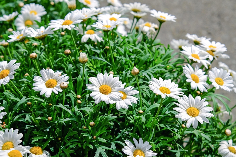 Nền, hình nền, hoa, hoa lá, flower, hoa cúc, cúc, daisy - Couleur (4)