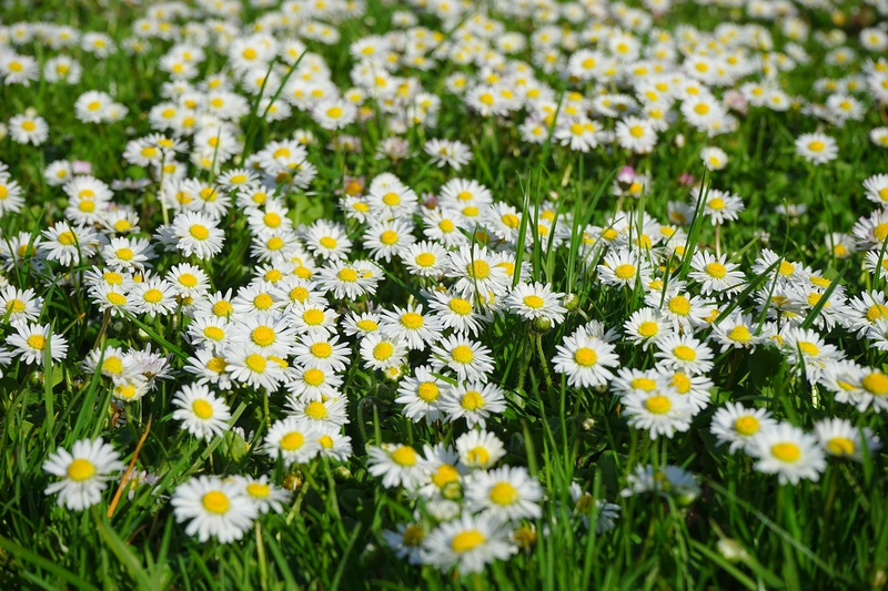 Nền, hình nền, hoa, hoa lá, flower, hoa cúc, cúc, daisy - Hans (3)