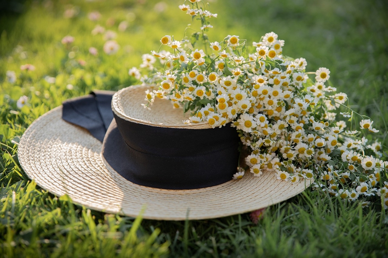 Nền, hình nền, hoa, hoa lá, flower, hoa cúc, cúc, daisy - Irina_kukuts