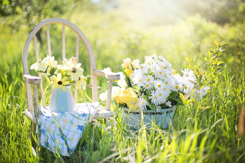 Nền, hình nền, hoa, hoa lá, flower, hoa cúc, cúc, daisy - JillWellington (2)