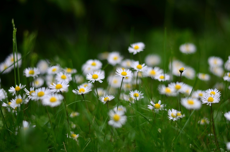 Nền, hình nền, hoa, hoa lá, flower, hoa cúc, cúc, daisy - kareni (2)