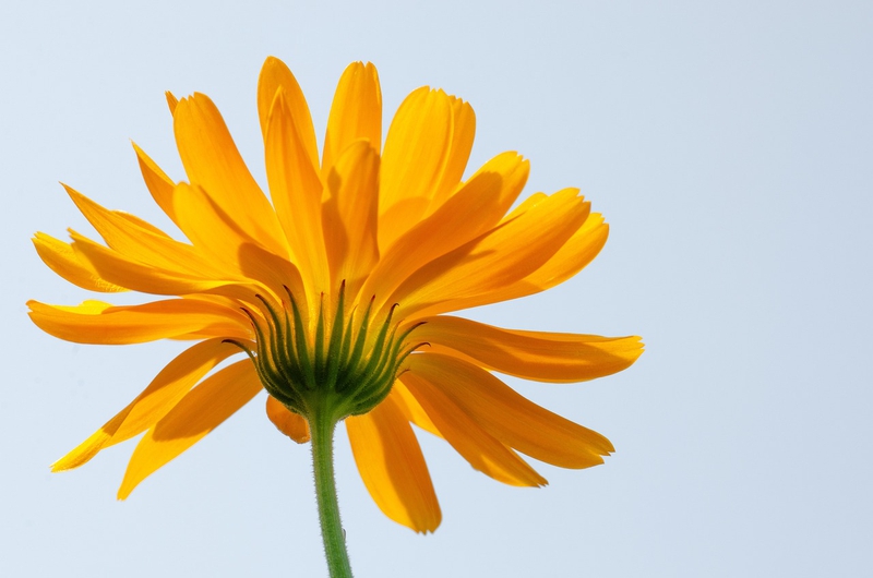 Nền, hình nền, hoa, hoa lá, flower, hoa cúc, cúc, daisy - Kathas_Fotos (1)