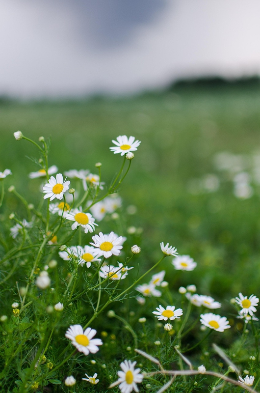 Nền, hình nền, hoa, hoa lá, flower, hoa cúc, cúc, daisy - Mberg38