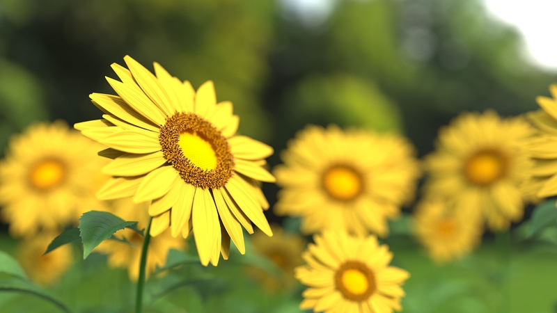 Nền, hình nền, hoa, hoa lá, flower, hoa cúc, cúc, daisy -  Monoar_CGI_Artist