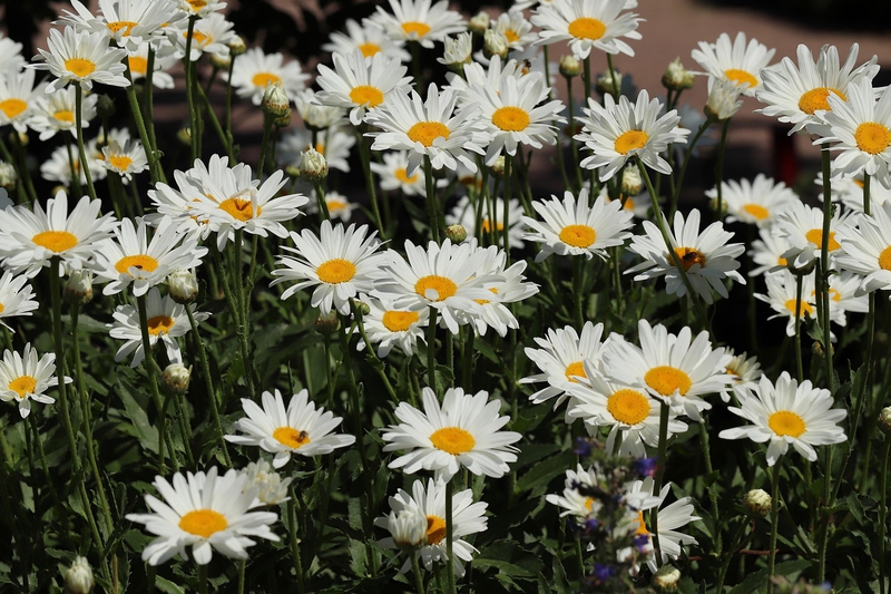 Nền, hình nền, hoa, hoa lá, flower, hoa cúc, cúc, daisy - Nennieinszweidrei