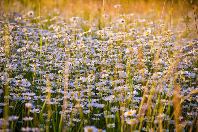 Nền, hình nền, hoa, hoa lá, flower, hoa cúc, cúc, daisy - NikolayFrolochkin