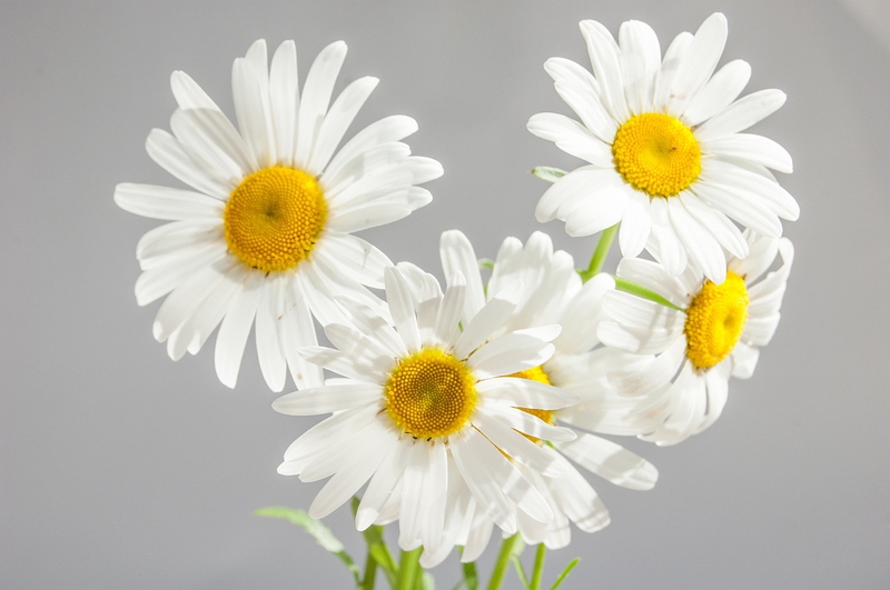 Nền, hình nền, hoa, hoa lá, flower, hoa cúc, cúc, daisy - Olga_968