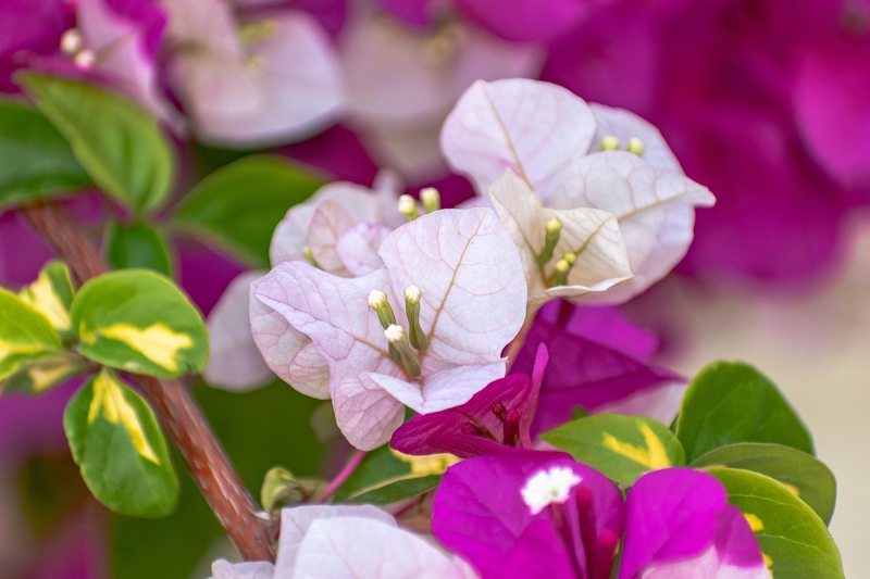 Nền, hình nền, hoa, hoa lá, flower, hoa giấy, bông giấy - balouriarajesh
