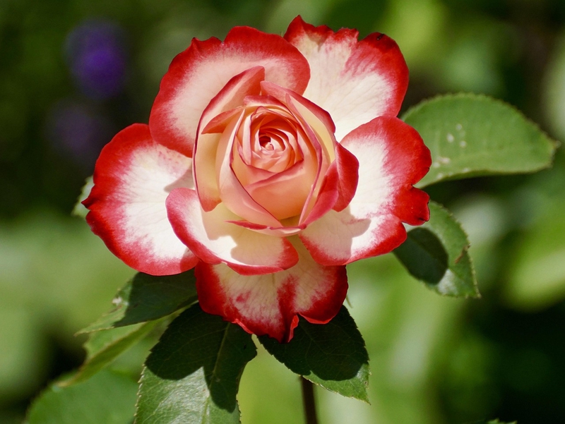 Nền, hình nền, hoa, hoa lá, flower, hoa hồng, rose 4