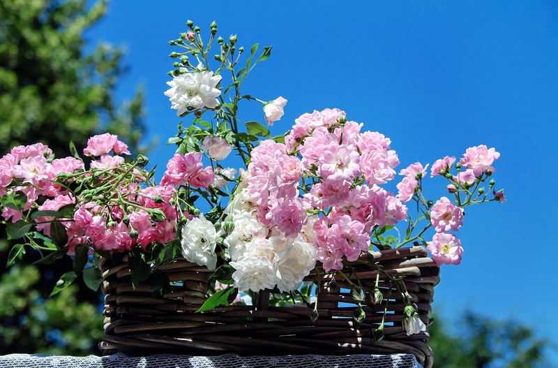 Nền, hình nền, hoa, hoa lá, flower, hoa hồng, rose - Couleur (3)