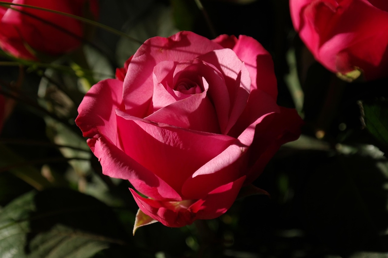 Nền, hình nền, hoa, hoa lá, flower, hoa hồng, rose - Hans (2)