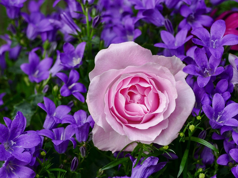 Nền, hình nền, hoa, hoa lá, flower, hoa hồng, rose - Katzenfee50