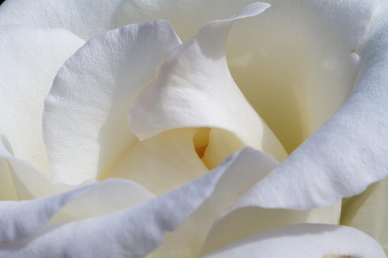 Nền, hình nền, hoa, hoa lá, flower, hoa hồng, rose - NickyPe