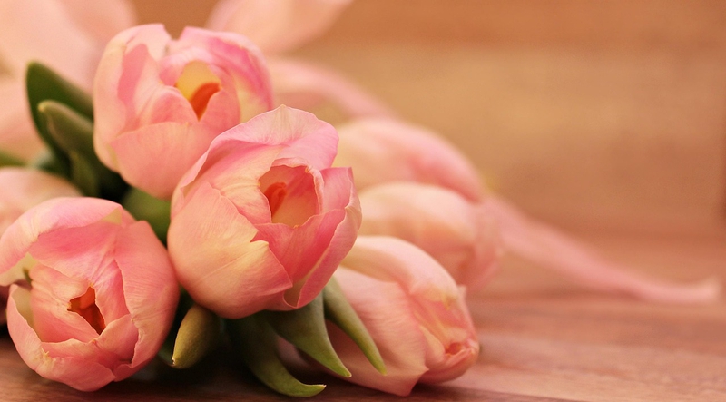 Nền, hình nền, hoa, hoa lá, flower, hoa hồng, rose - NoName_13
