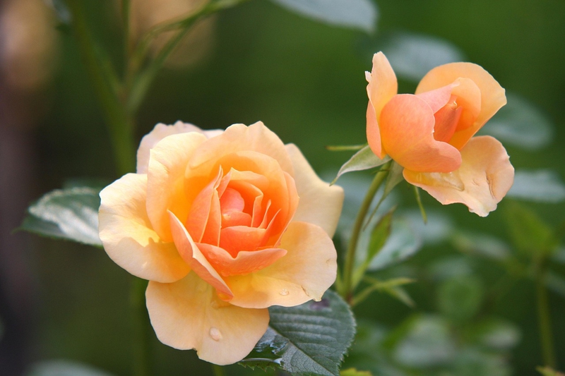 Nền, hình nền, hoa, hoa lá, flower, hoa hồng, rose - reinbacher