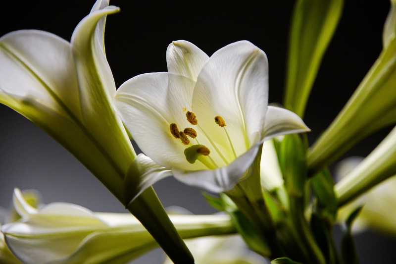 Nền, hình nền, hoa, hoa lá, flower, hoa loa kèn, loa kèn, lilium - chuphotographer