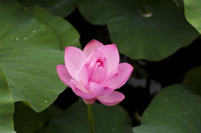 Nền, hình nền, hoa, hoa lá, flower, hoa sen, sen, lotus - Andrewkim