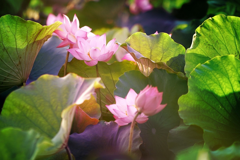 Nền, hình nền, hoa, hoa lá, flower, hoa sen, sen, lotus - drphuc (1)