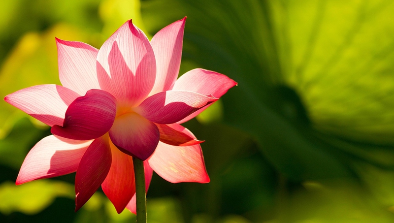 Nền, hình nền, hoa, hoa lá, flower, hoa sen, sen, lotus - drphuc (4)