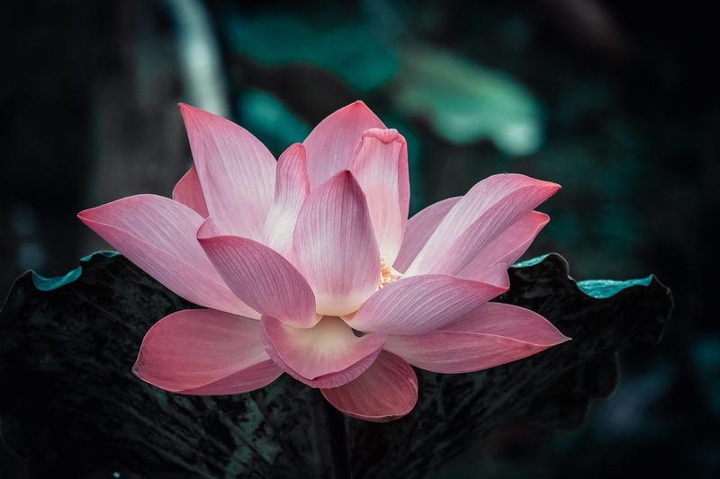 Nền, hình nền, hoa, hoa lá, flower, hoa sen, sen, lotus - phunguyenn