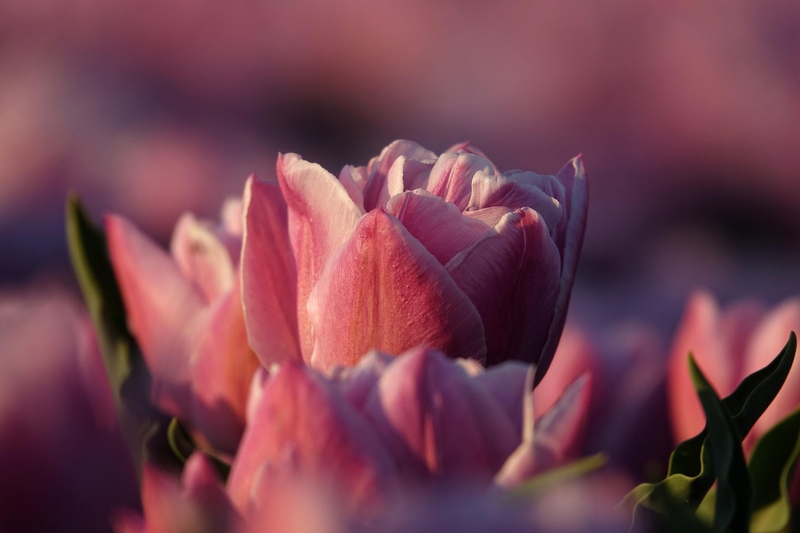 Nền, hình nền, hoa, hoa lá, flower, hoa tulip, tulip - ABeijeman