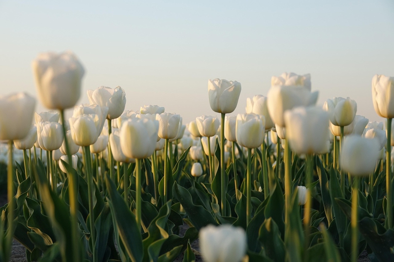 Nền, hình nền, hoa, hoa lá, flower, hoa tulip, tulip - ABeijeman (2)