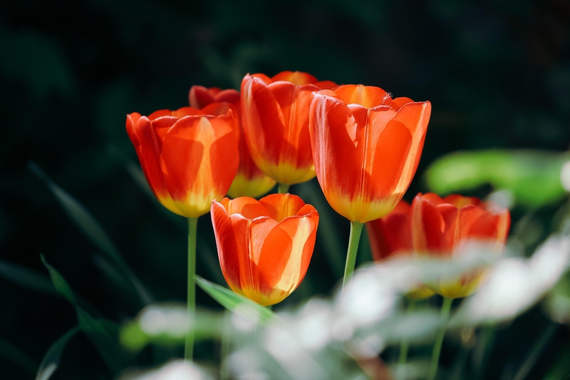 Nền, hình nền, hoa, hoa lá, flower, hoa tulip, tulip - alandsmann