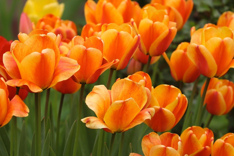 Nền, hình nền, hoa, hoa lá, flower, hoa tulip, tulip - AztecaBoy (2)